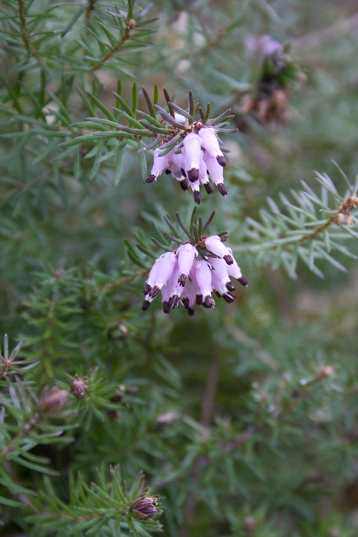 Erica carnea